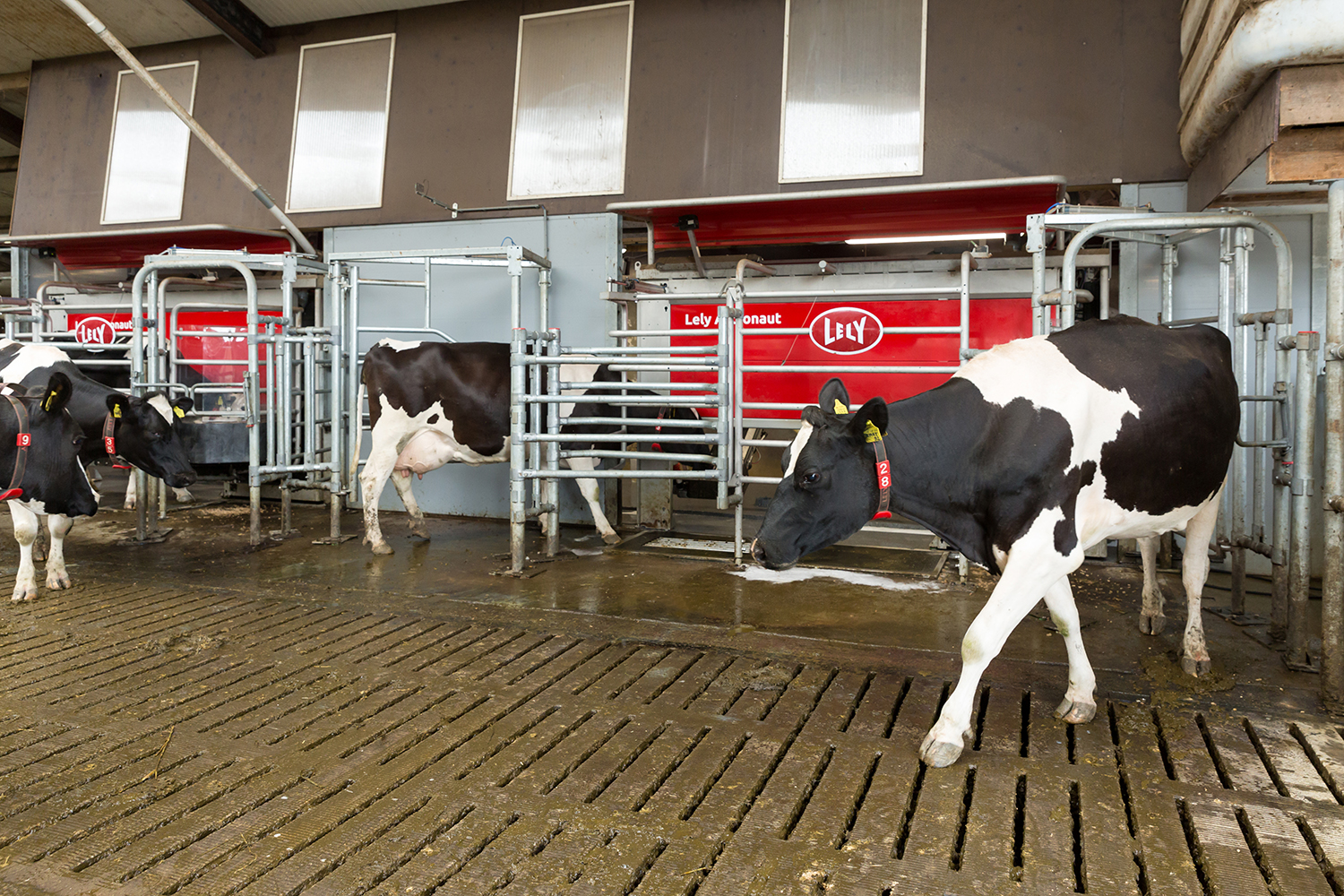 Featured image for “WIN a Lely Cow!”