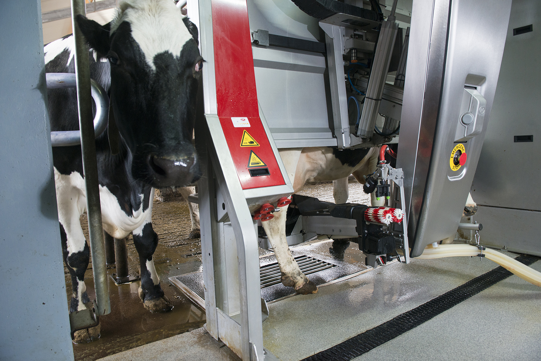 Featured image for “Dairy Clean Technology Program Utilization”