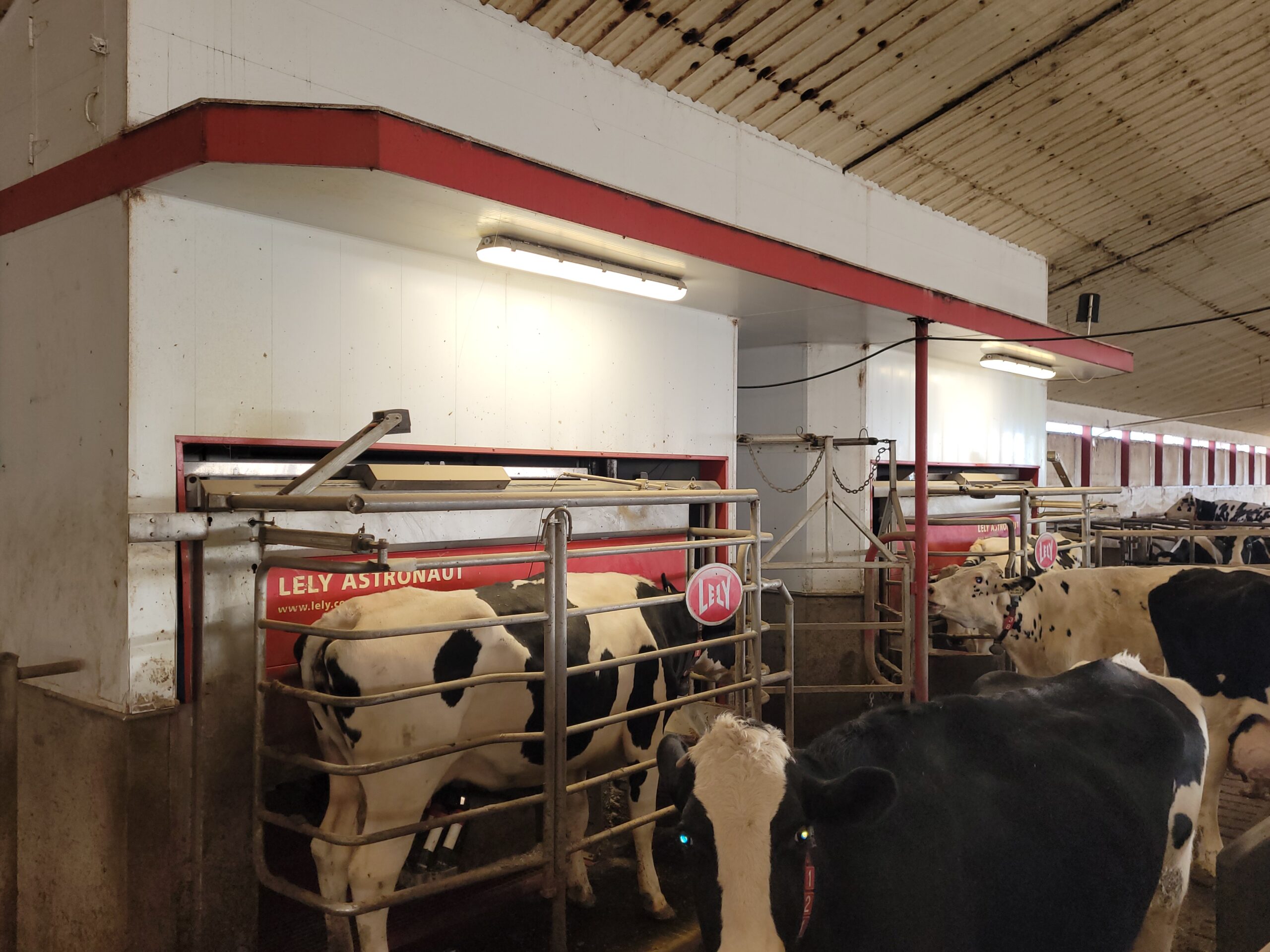 Featured image for “Farming Partner Feature: Brilman Dairy”